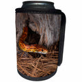 3dRose Corn Snake emerging from hole in barn. - Can Cooler Bottle Wrap (cc_345274)