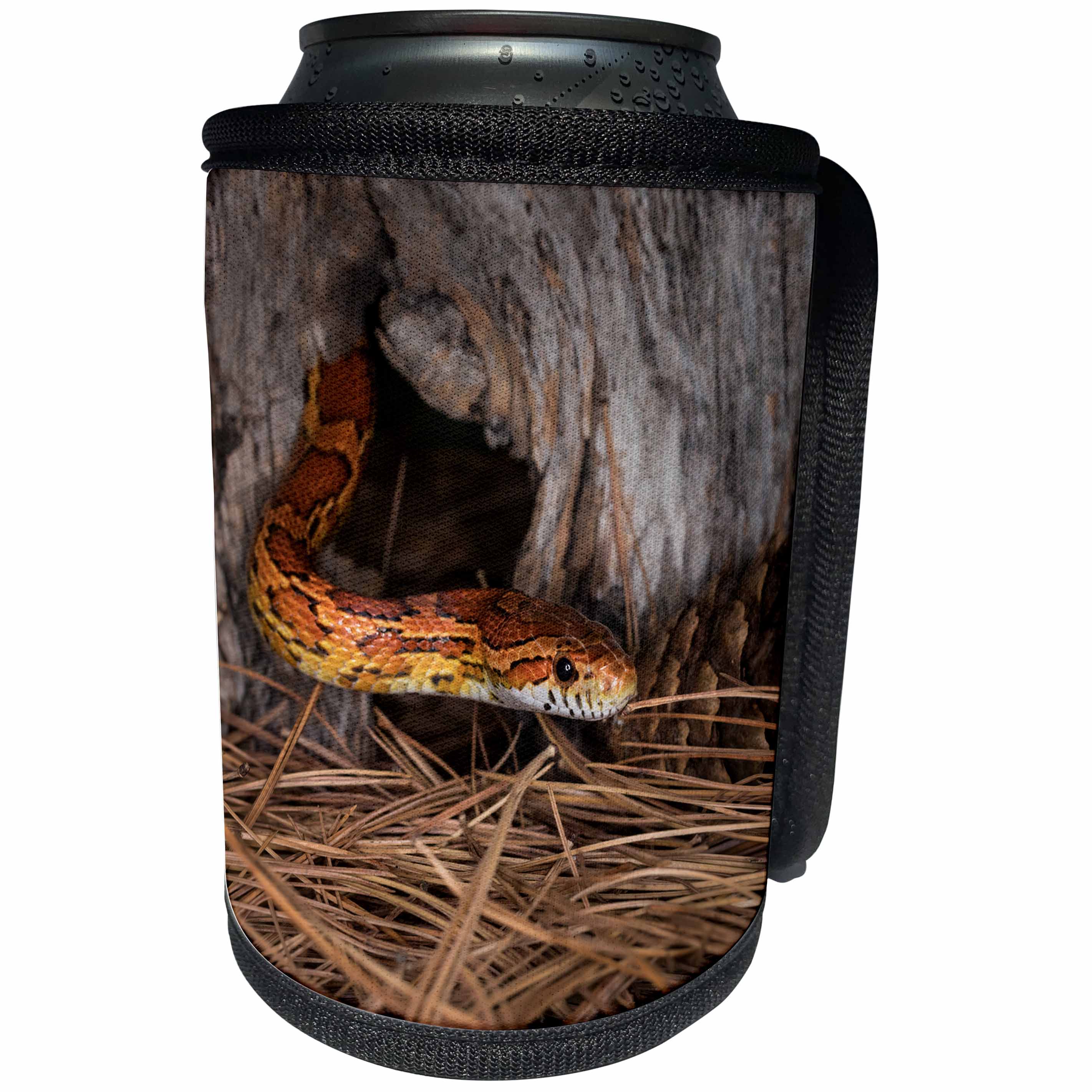 3dRose Corn Snake emerging from hole in barn. - Can Cooler Bottle Wrap (cc_345274)