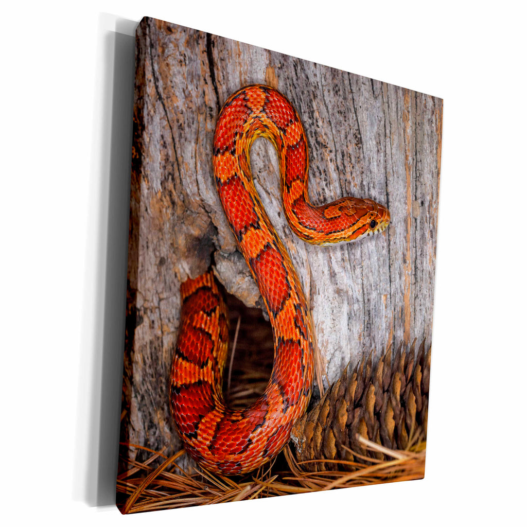 3dRose Corn Snake emerging from hole in barn. - Museum Grade Canvas Wrap (cw_345275)