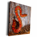 3dRose Corn Snake emerging from hole in barn. - Museum Grade Canvas Wrap (cw_345275)