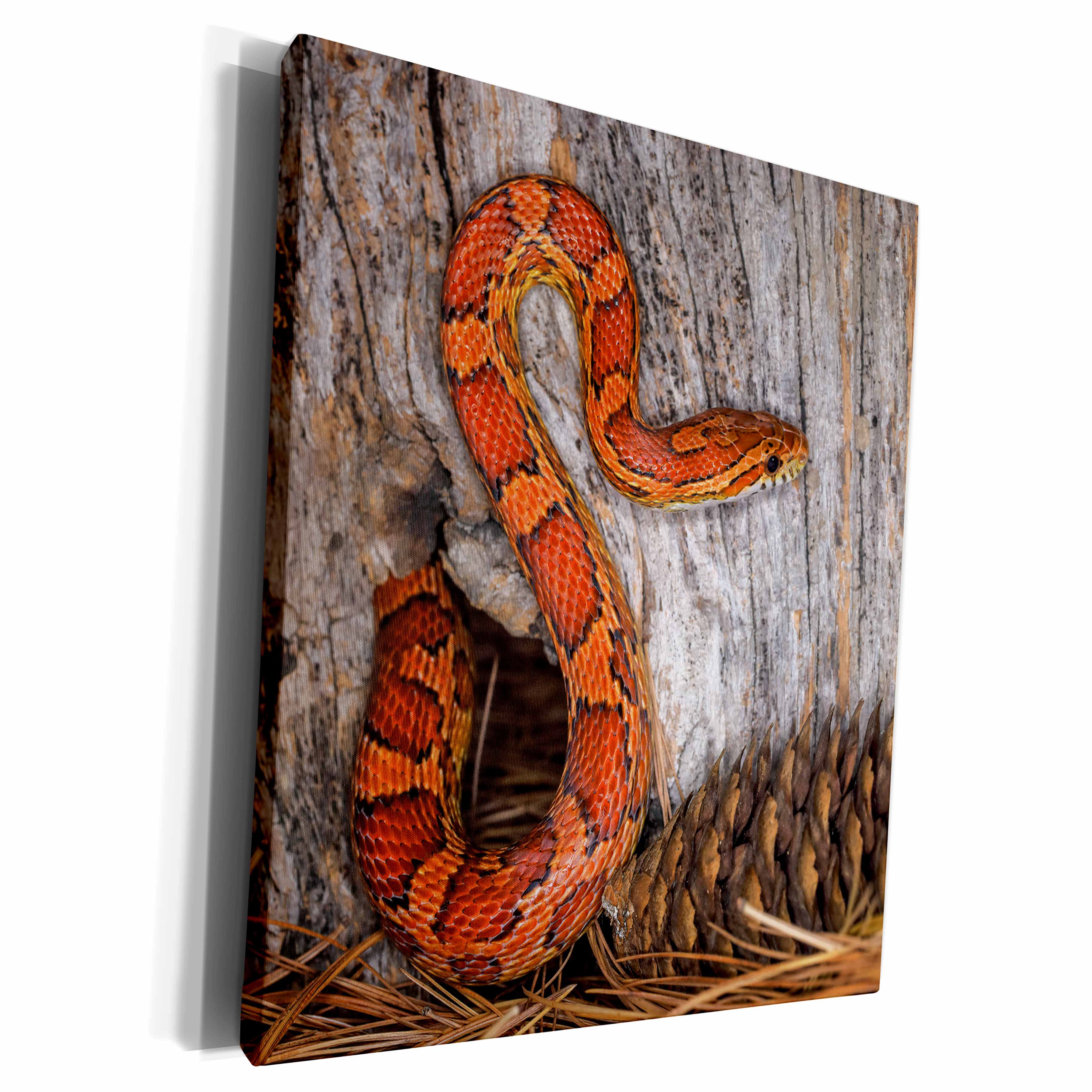 3dRose Corn Snake emerging from hole in barn. - Museum Grade Canvas Wrap (cw_345275)