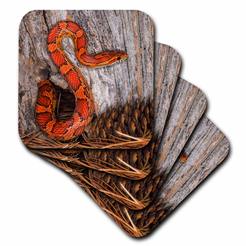 3dRose Danita Delimont - Snakes - Corn Snake Emerging from Hole in barn. - Coasters (CST_345275)