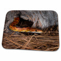3dRose Corn Snake emerging from hole in barn. - Dish Drying Mats (ddm-345274)